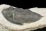 Bargain, Zlichovaspis Trilobite - Atchana, Morocco #119862-1